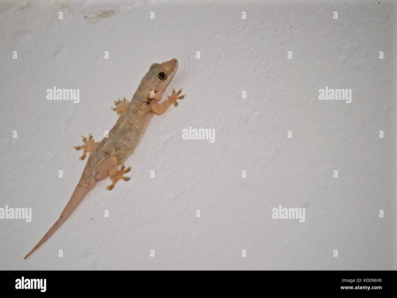 Moreau casa tropicale gecko, Zanzibar Foto Stock