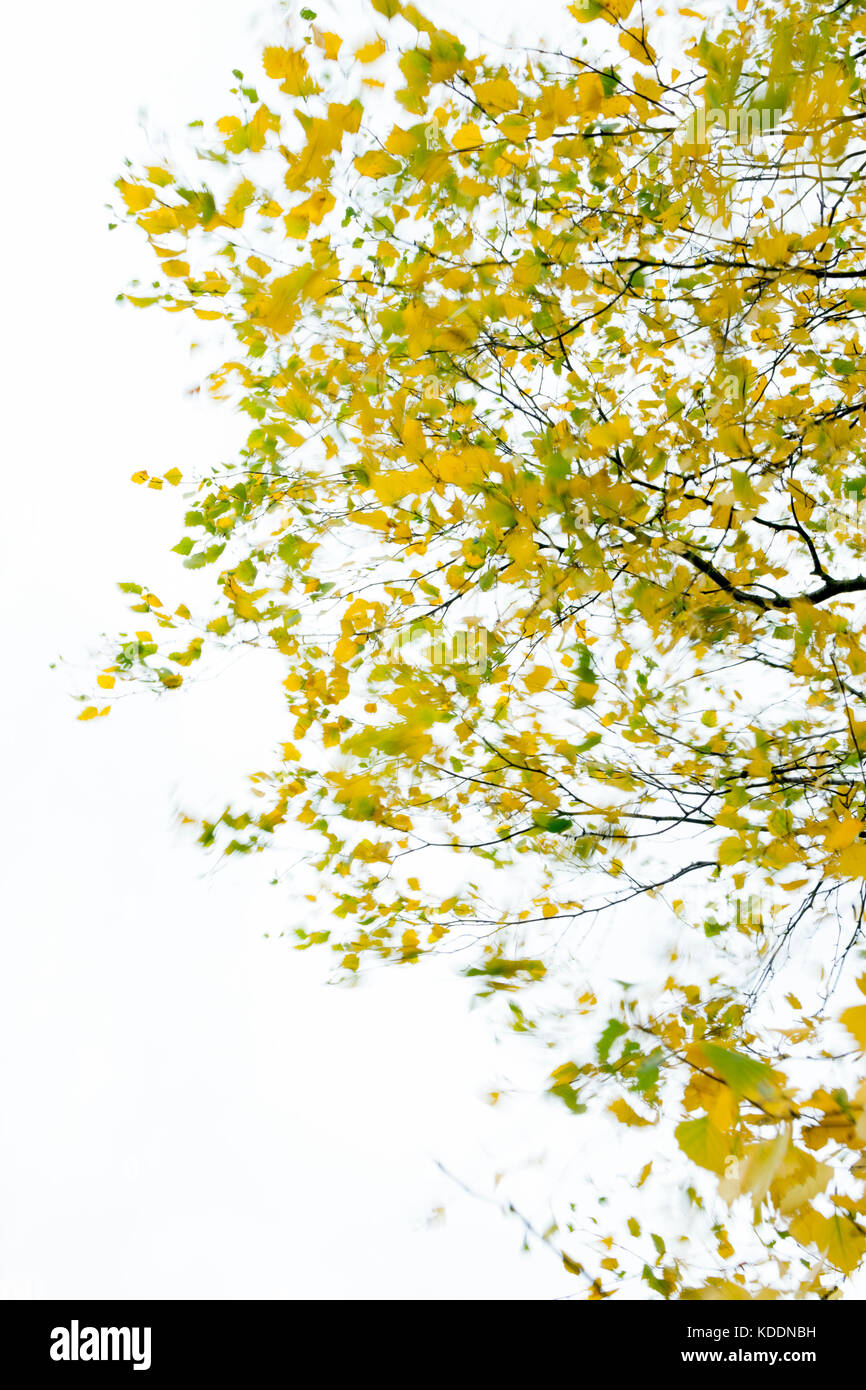 Argento betulla su un ventoso giorni di autunno, REGNO UNITO Foto Stock