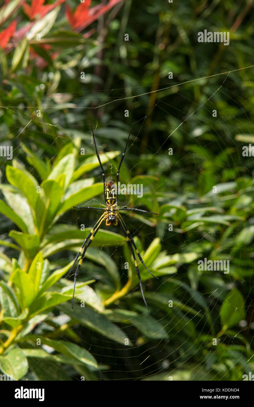 Joro spider, nephila clavata a shilin, Yunnan, Cina Foto Stock