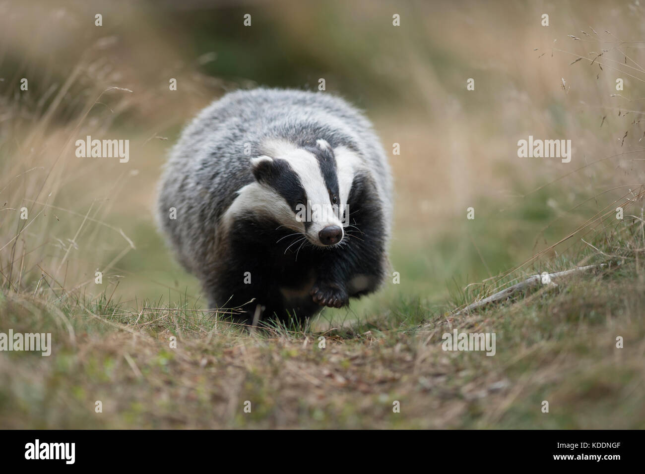 Unione badger / europaeischer dachs ( Meles meles ), animale adulto, camminando lungo un tipico badger il percorso, si avvicina, Scatto frontale, l'Europa. Foto Stock