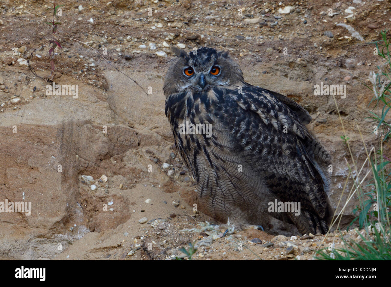 Gufo reale / europaeischer uhu ( Bubo bubo ), giovani bird, seduta in pendenza di una cava di ghiaia, guardando direttamente, guarda arrabbiato, fauna selvatica, euro Foto Stock