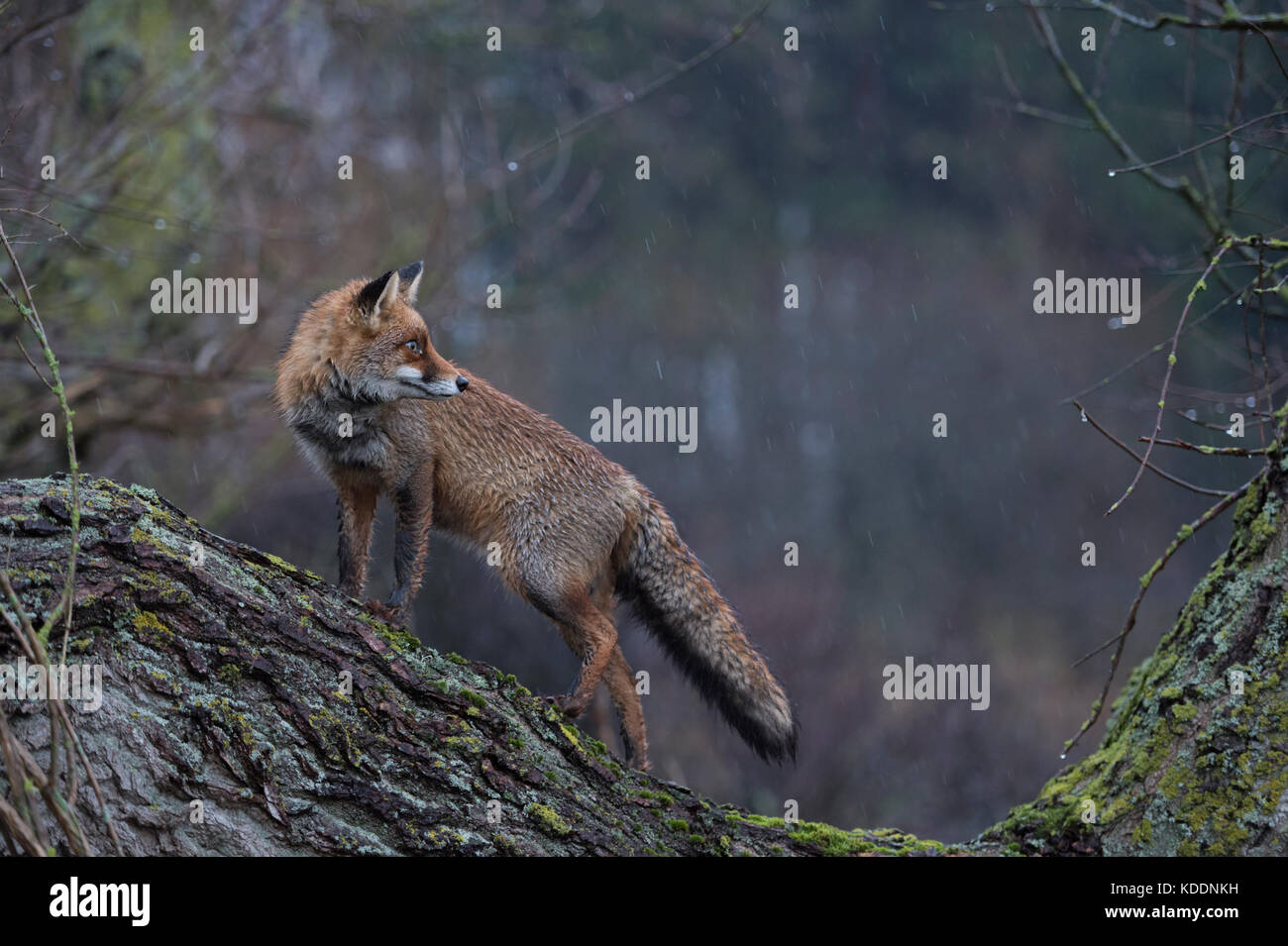 Red Fox / rotfuchs ( vulpes vulpes ) adulto, wet winterfur, salì su un albero, in piedi, guarda indietro, in un giorno di pioggia, all'alba, vista laterale, la fauna selvatica, euro Foto Stock