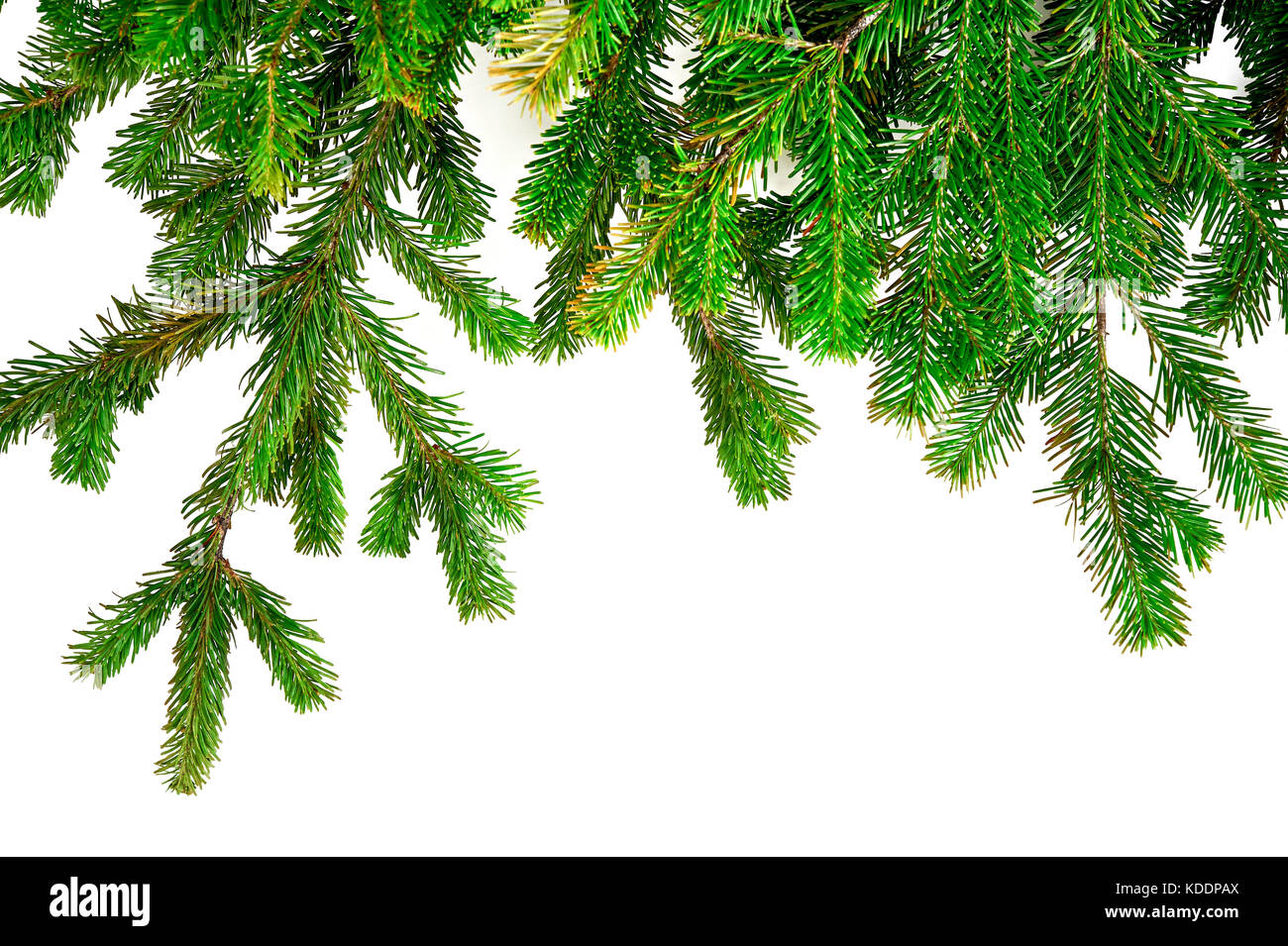 Natale con sfondo verde abete rami isolati su sfondo bianco. Foto Stock