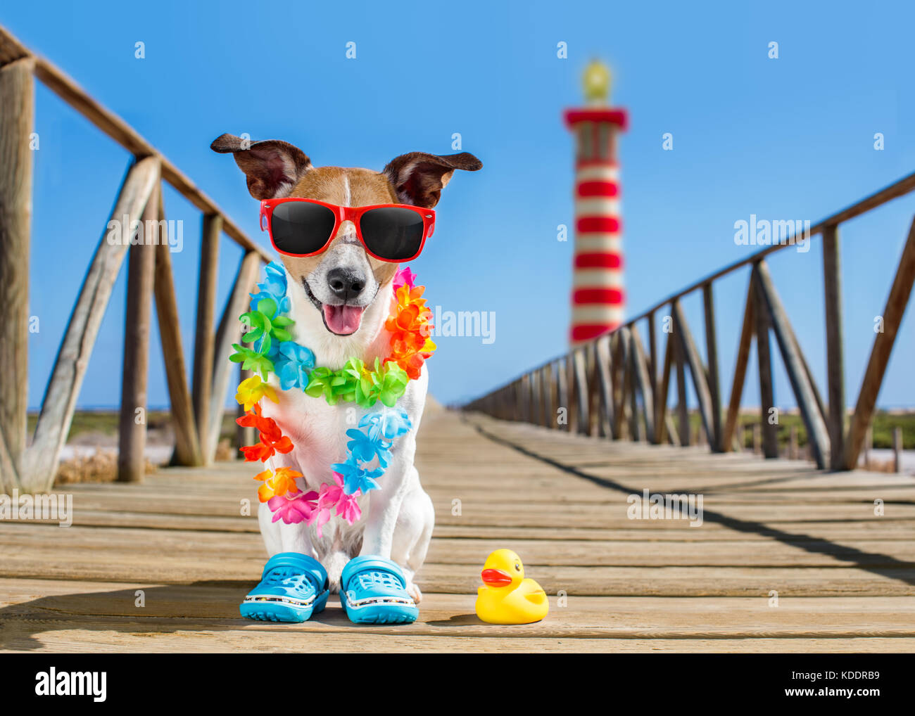 Jack Russel cane al beach ocean shore, le vacanze estive vacanze con una plastica duck, faro all'indietro Foto Stock