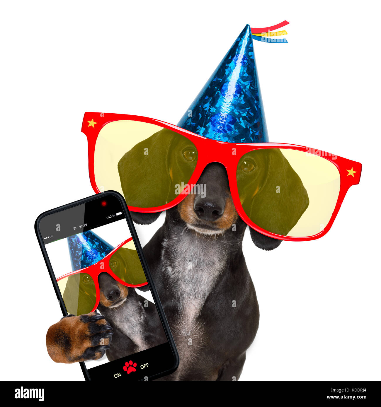 Bassotto o salsiccia cane ,rosso da indossare occhiali da sole e cappello  di partito , isolato su sfondo bianco, prendendo un selfie con uno  smartphone o telefono cellulare Foto stock - Alamy