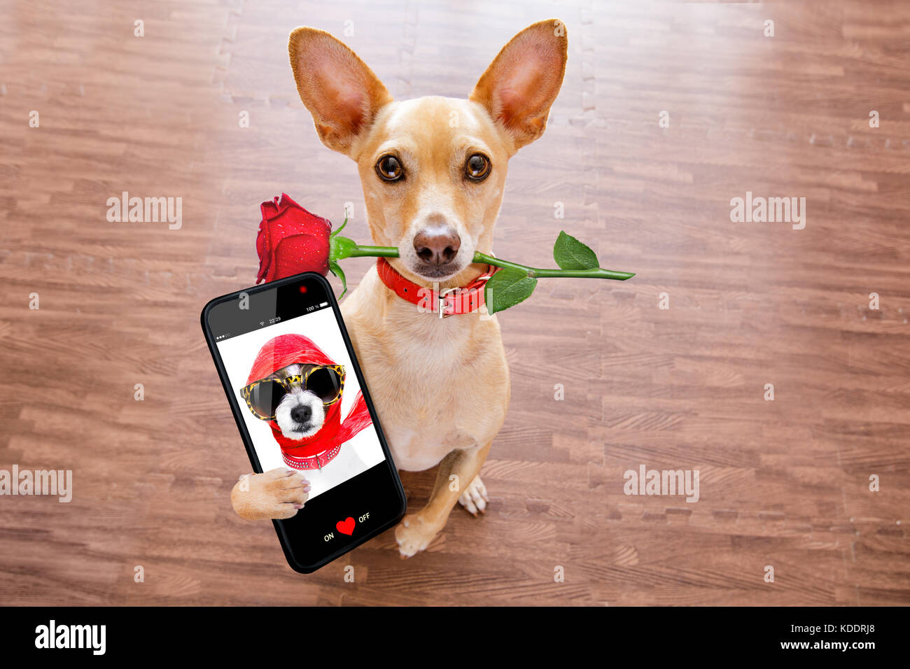 Chihuahua cane in amore il giorno di san valentino, rose in bocca, con  occhiali da sole