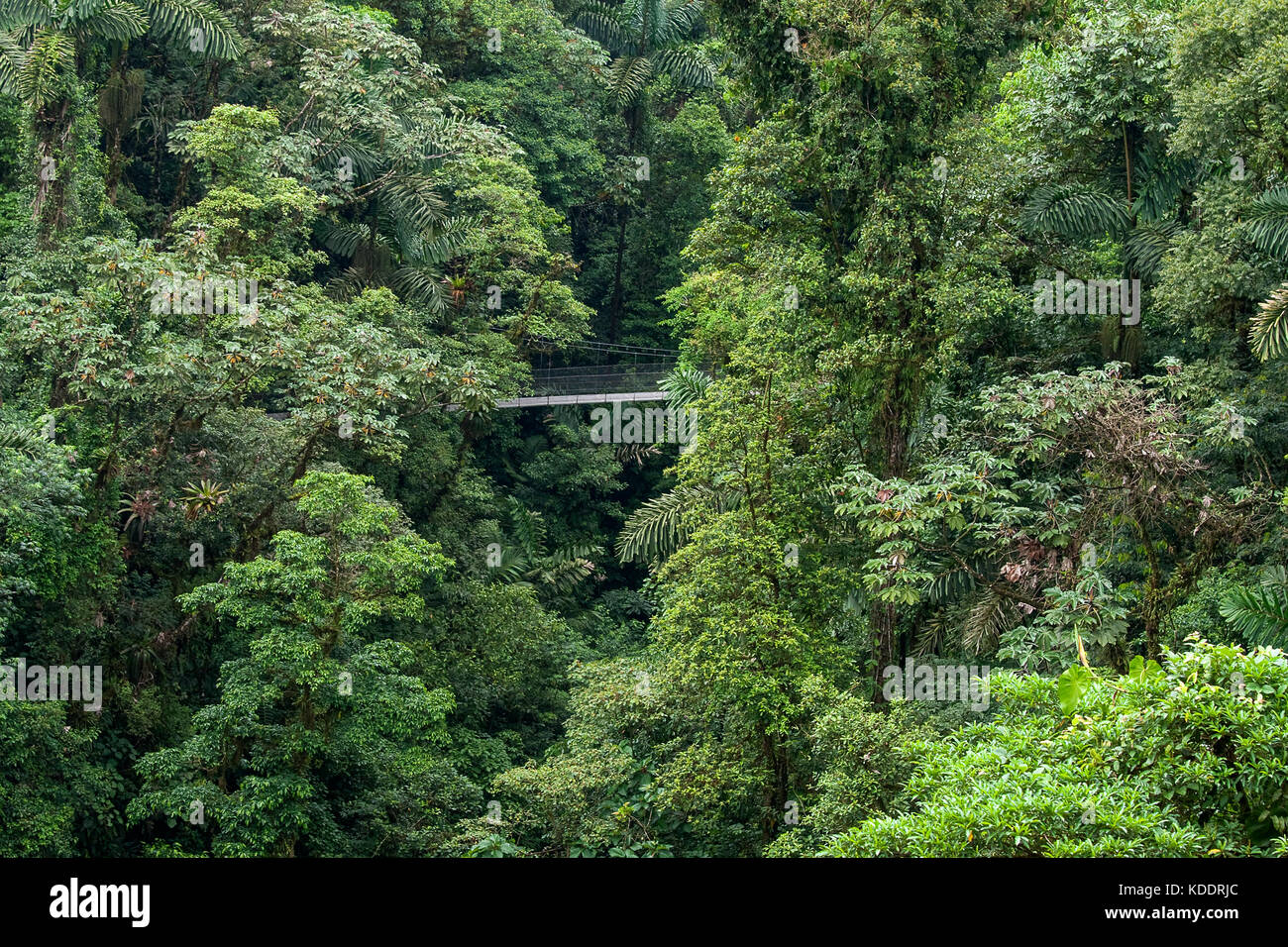 Foresta pluviale in Costa Rica con ponte sospeso Foto Stock