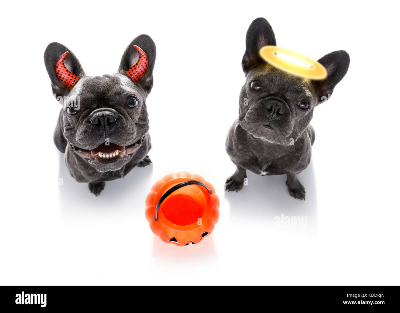 Bulldog francese cani ghost per la festa di Halloween , spaventoso e spooky cercando fino al proprietario , per il dolcetto o scherzetto con zucca lanterna Foto Stock