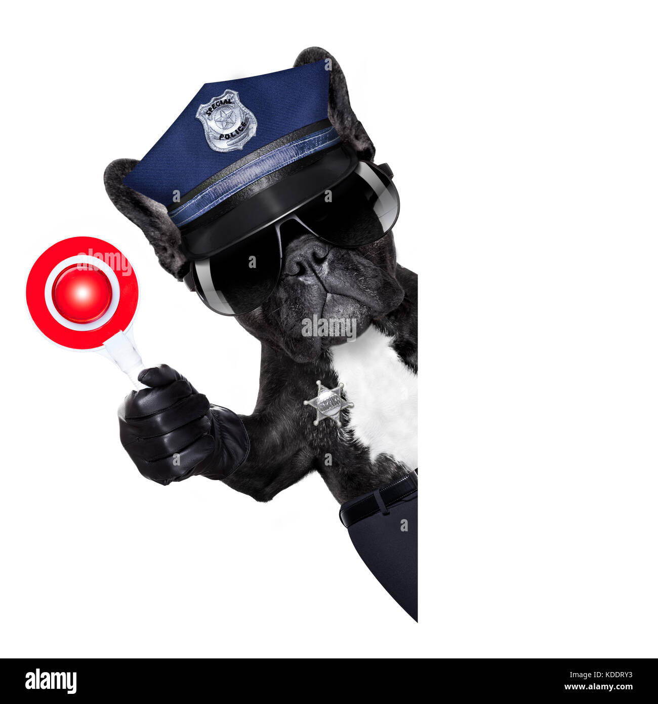 Cane di polizia sul dovere con il segnale di arresto e la mano , isolato su bianco sullo sfondo bianco e nero dietro un banner o sulla targhetta Foto Stock