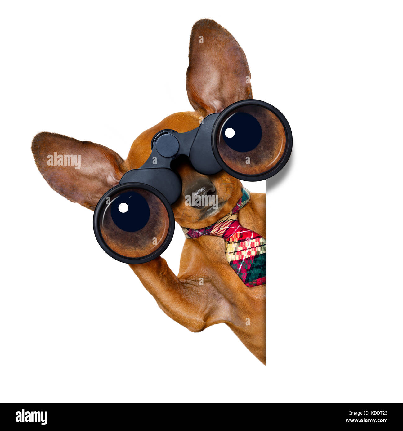 Bassotto o salsiccia cane binocolo ricerca, cercando e osservare con cura, isolati su sfondo bianco Foto Stock