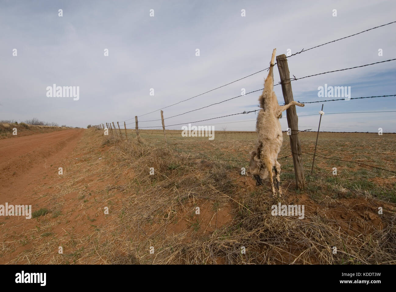 Coyote morto appeso alla recinzione, una visione comune quando le persone si uccidono i coyote Foto Stock