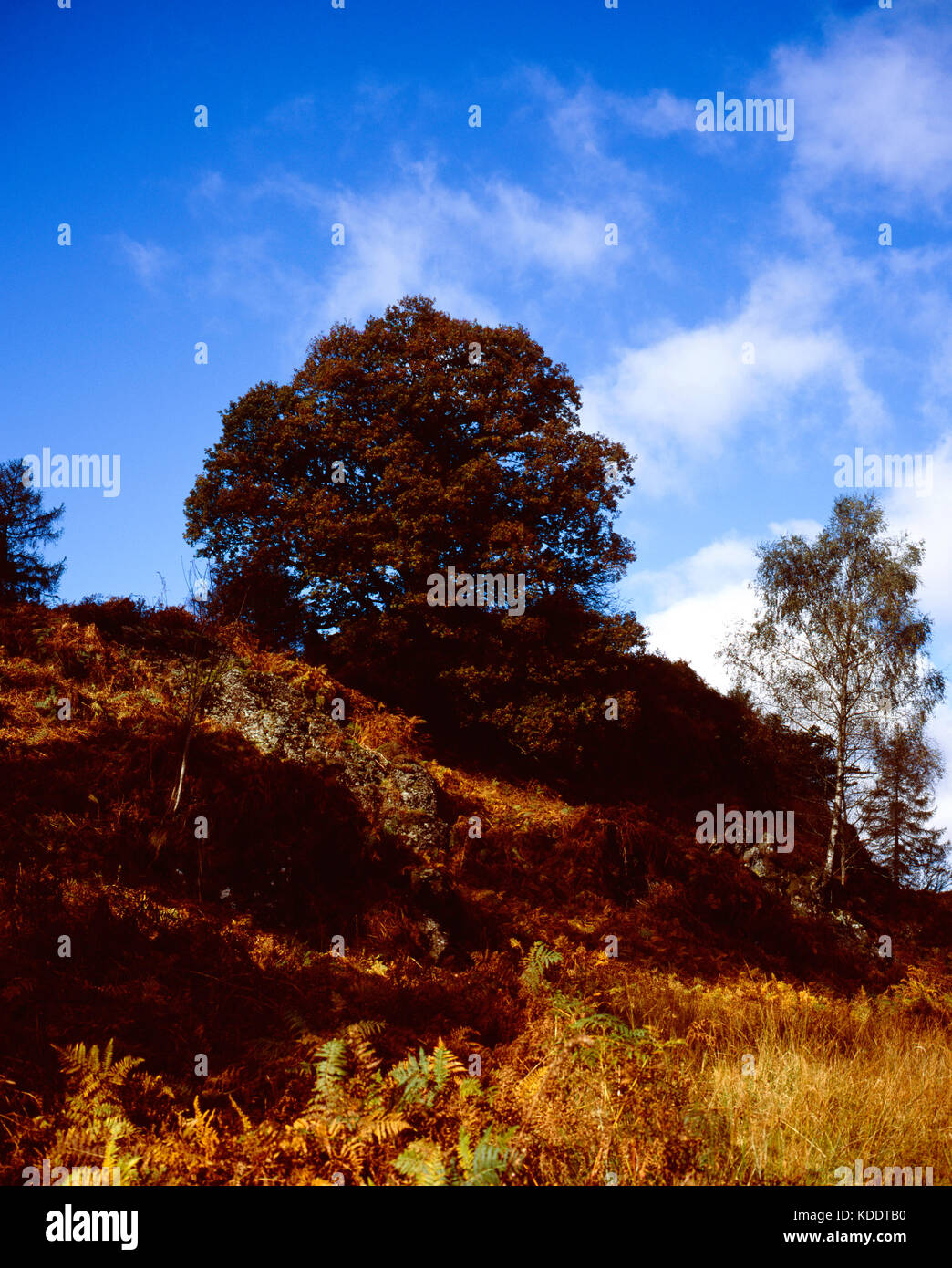 Quercia e nastro di betulle crescente nei pressi di Tarn Hows su una luminosa giornata autunnale che giace tra coniston e ambleside Lake District Cumbria Inghilterra England Foto Stock