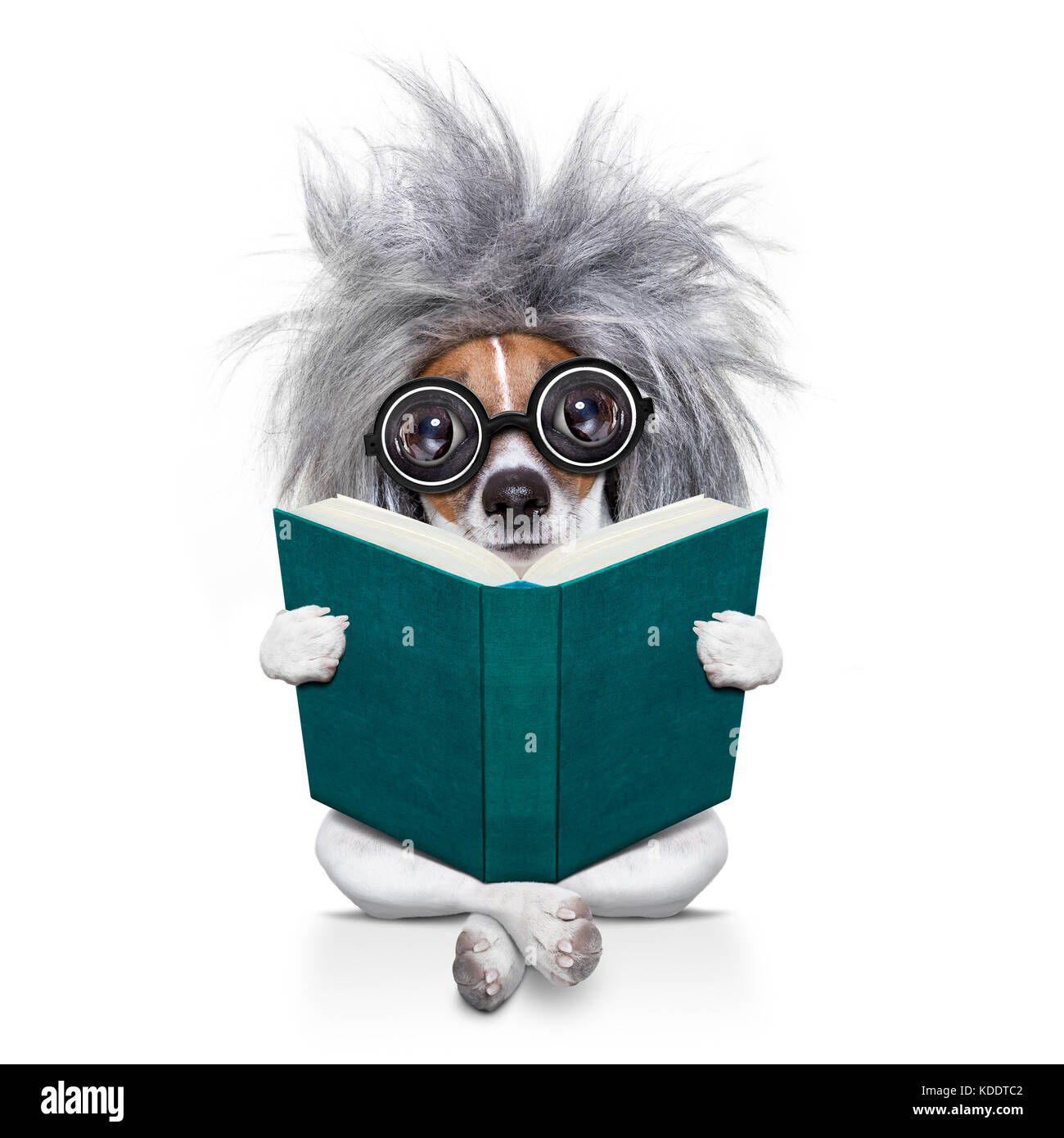 Smart ed intelligente di jack russell cane con occhiali nerd che indossa un capelli grigi parrucca leggendo un libro , isolato su sfondo bianco Foto Stock