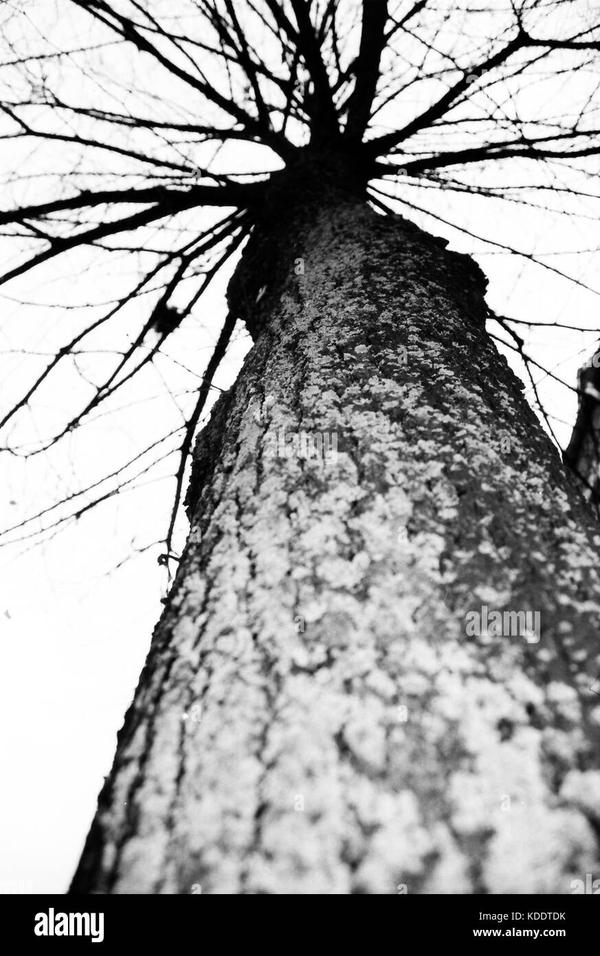 Mattinata nebbiosa nella foresta Foto Stock