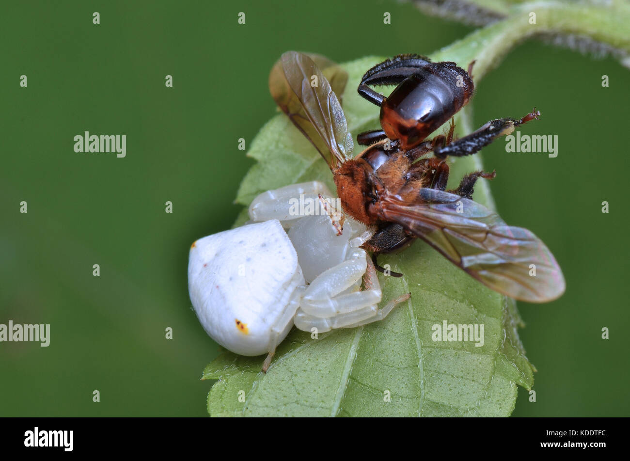 Immagine macro di un bianco ragno granchio con la preda Foto Stock