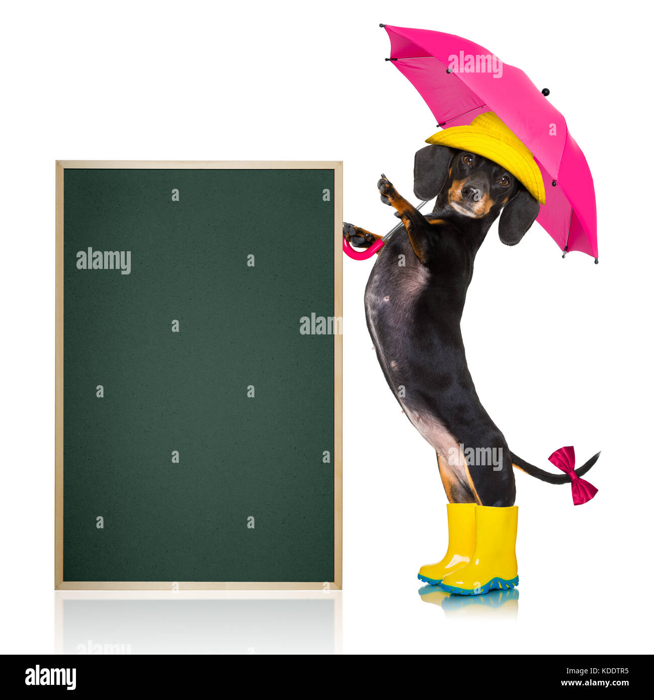 Salsiccia di cane bassotto , pronti e preparati per la pioggia o maltempo  con stivali di gomma , hat e ombrello , isolato su sfondo bianco, lavagna o  Foto stock - Alamy