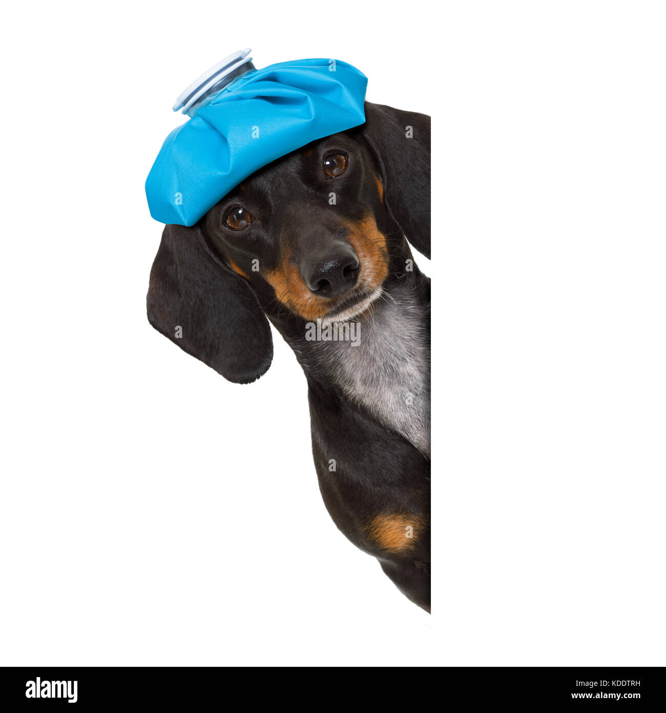 Malati e mal bassotto cane salsiccia isolato su sfondo bianco con ghiaccio  o borsa su la testa Foto stock - Alamy