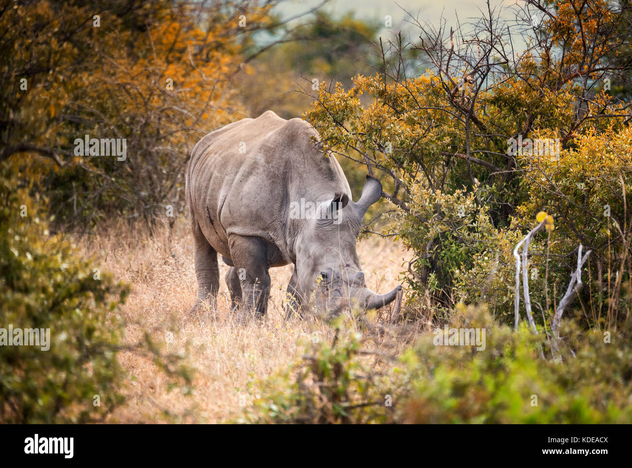 Lone maschio bianco rhino alimentare nel sud bush africano Foto Stock