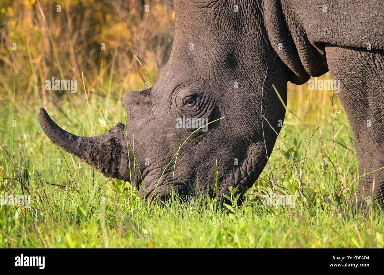 Primo piano della lone maschio bianco rhino alimentare nel sud bush africano Foto Stock