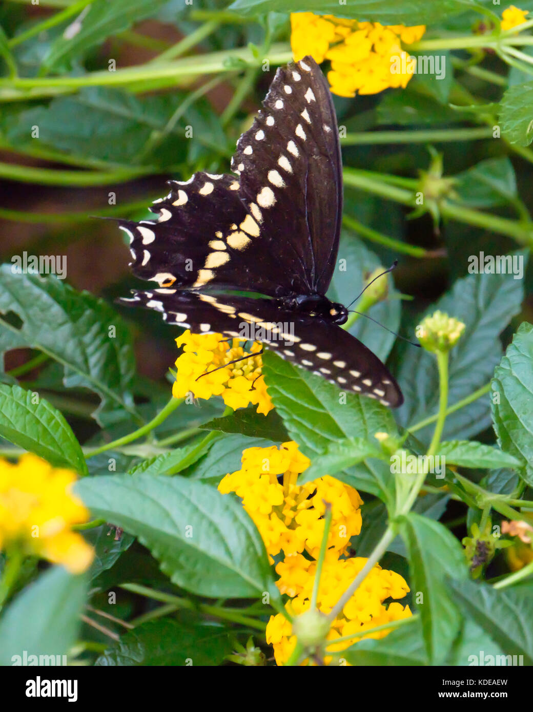 Nero a coda di rondine, butterfly Papilio polyxenes, alimentando su giallo Lantana camara. Lo stato farfalla di Oklahoma e New Jersey. Oklahoma, Stati Uniti d'America. Foto Stock