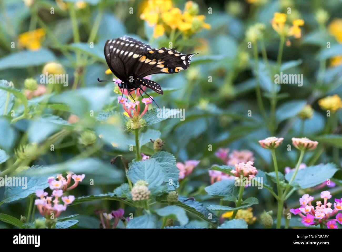 Nero a coda di rondine, butterfly Papilio polyxenes, membro farfalla di Oklahoma e New Jersey, alimentando in rosa e giallo Lantana camara. Oklahoma, Stati Uniti d'America. Foto Stock