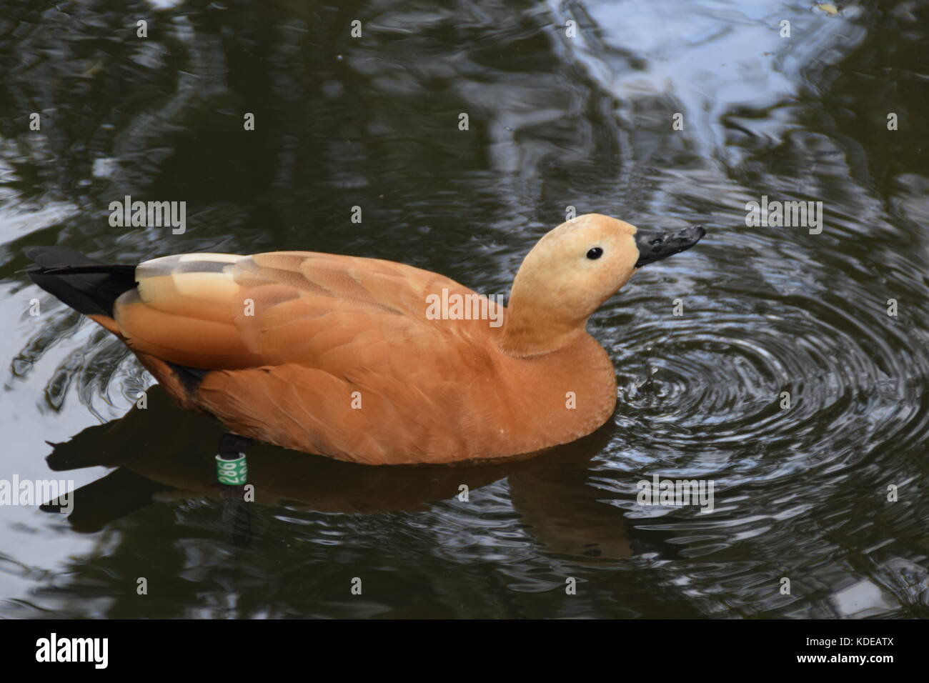 Duck marrone chiaro nel lago - close up - tadorna feruginea - rubicondo shwelduck piumaggio con una più pallida di testa - uccello sacro - uccelli acquatici Foto Stock