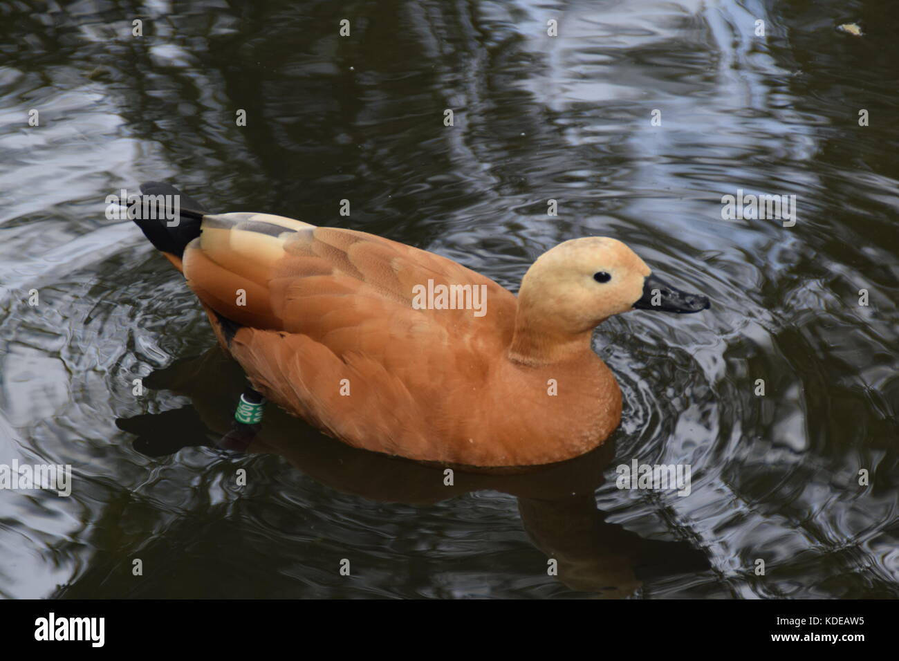 Duck marrone chiaro nel lago - close up - tadorna feruginea - rubicondo shwelduck piumaggio con una più pallida di testa - uccello sacro - uccelli acquatici Foto Stock