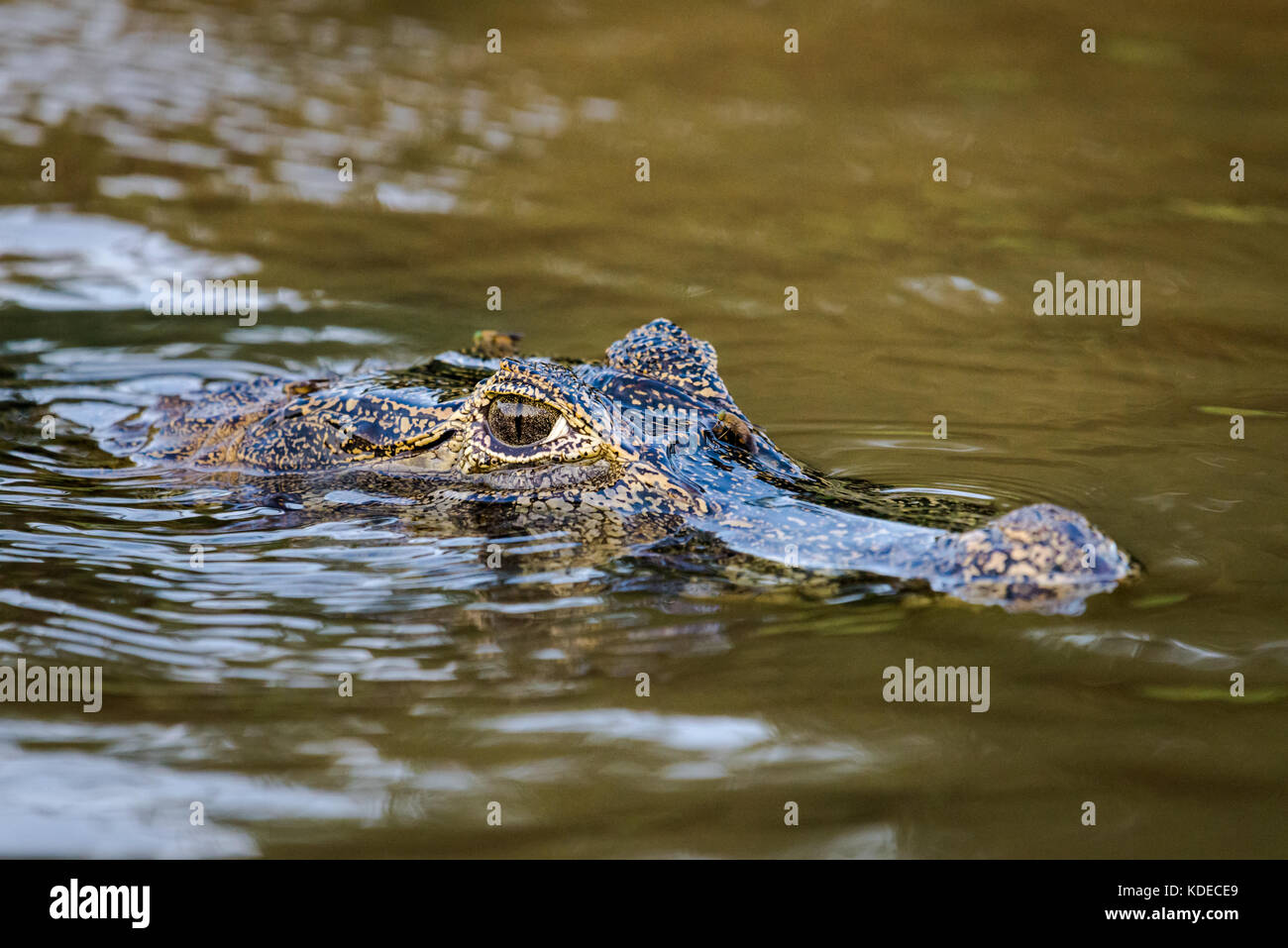 Caiman nuotare nelle zone umide Pantanal, Brasile. Foto Stock