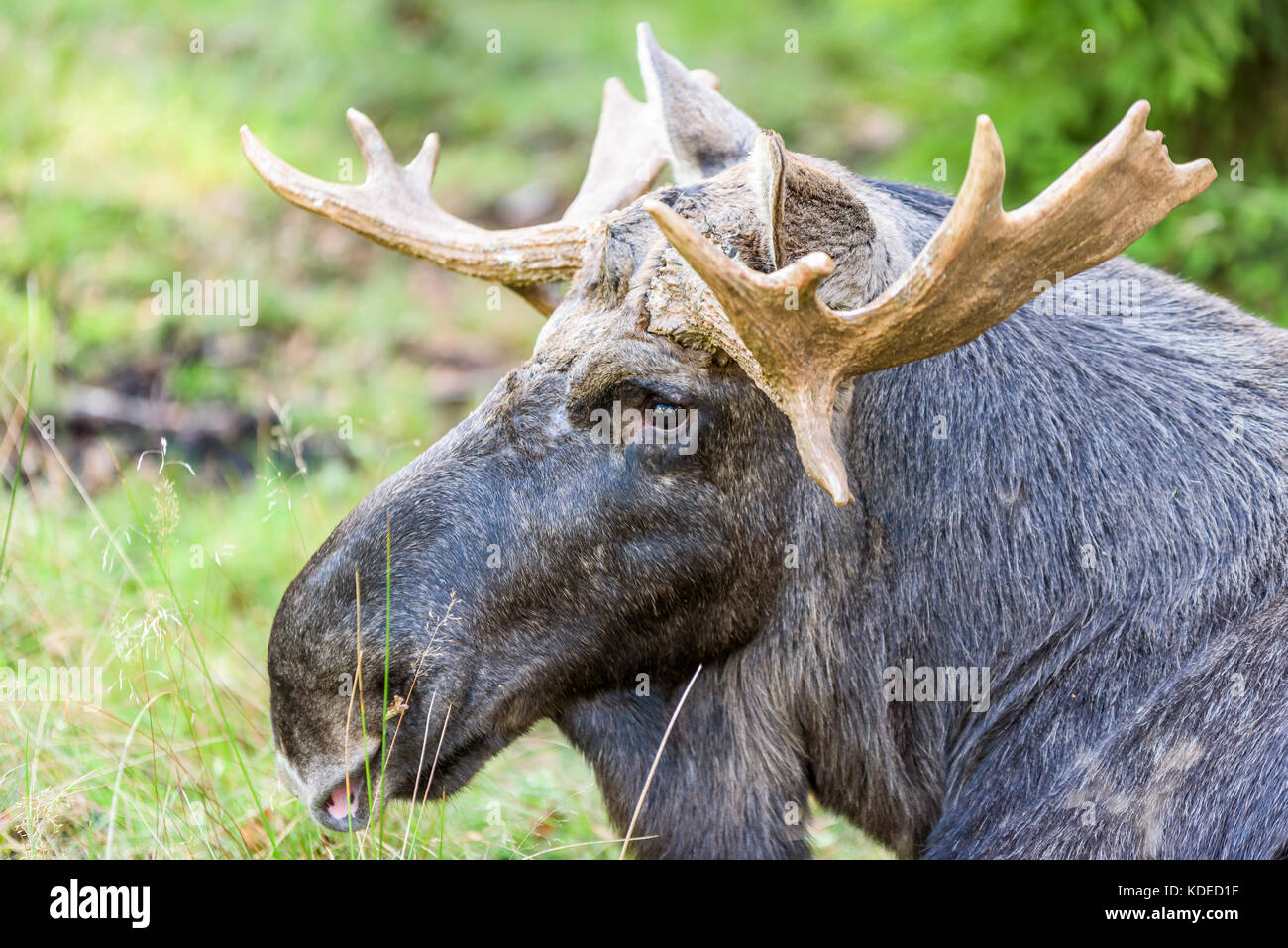 Ritratto di alci (Alces alces) toro giacente a terra nella foresta. Foto Stock