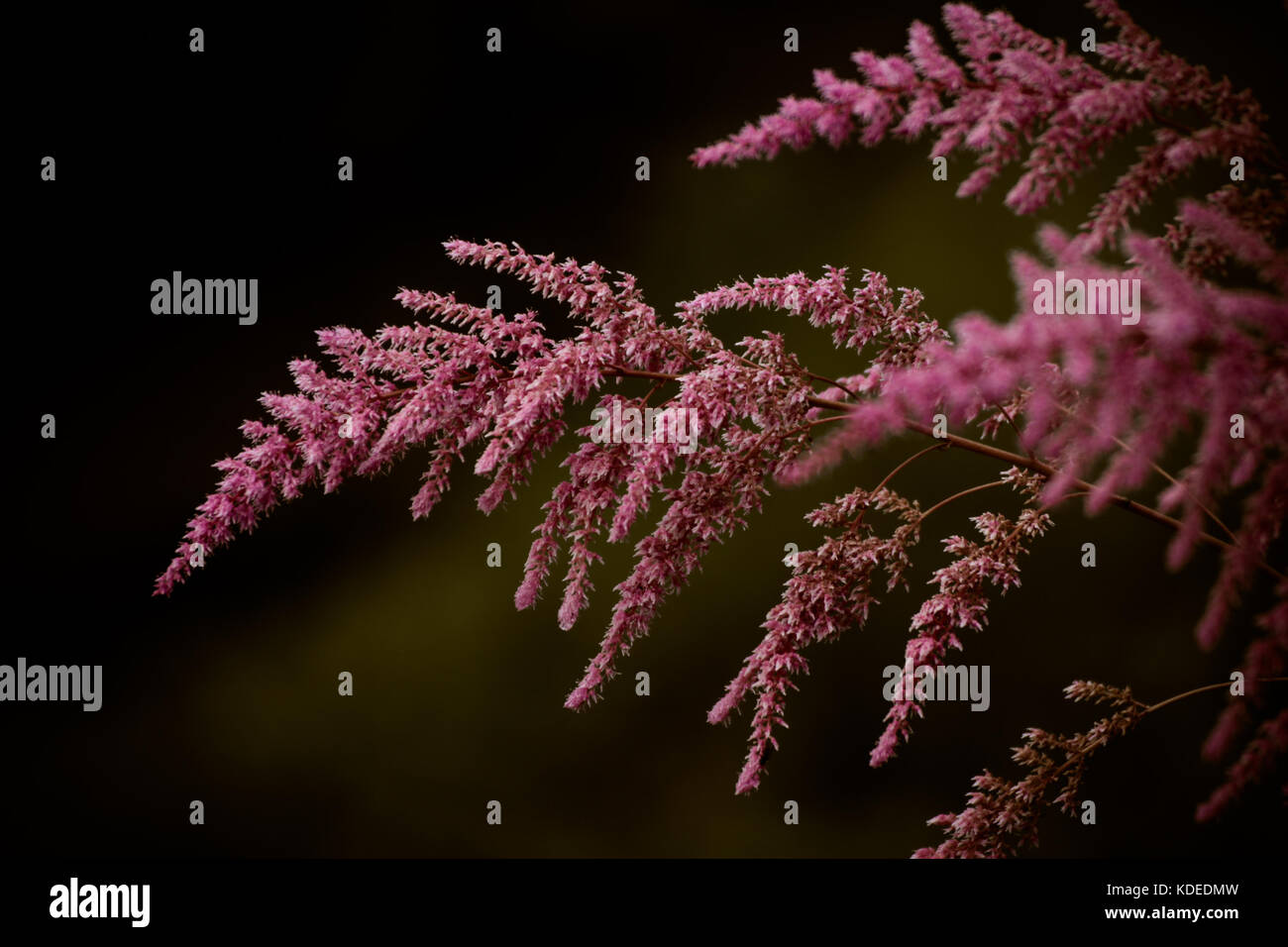 Fiore viola contro uno sfondo morbido Foto Stock