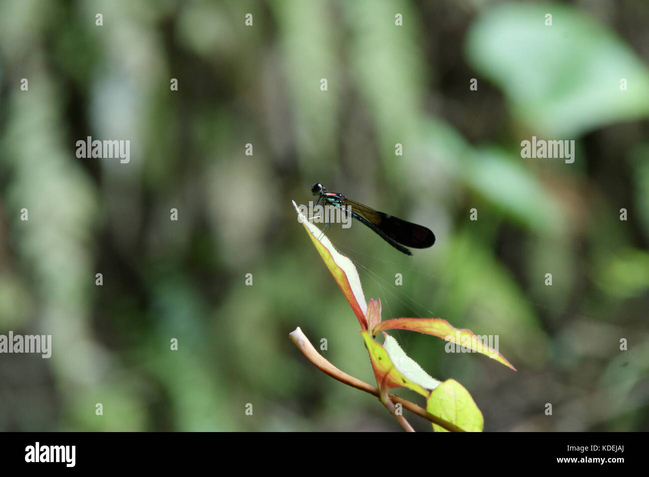 Close up di blu e nero dragonfly seduto su un ramo verde nella parte anteriore della lussureggiante vegetazione Foto Stock