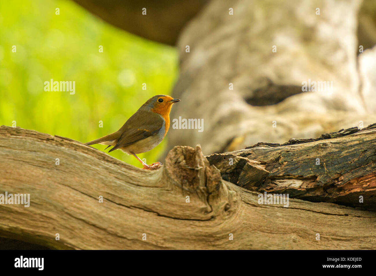 British Wildlife in habitat naturali. Single Robin Red seno rovistando in antichi boschi sulla luminosa giornata autunnale. Foto Stock