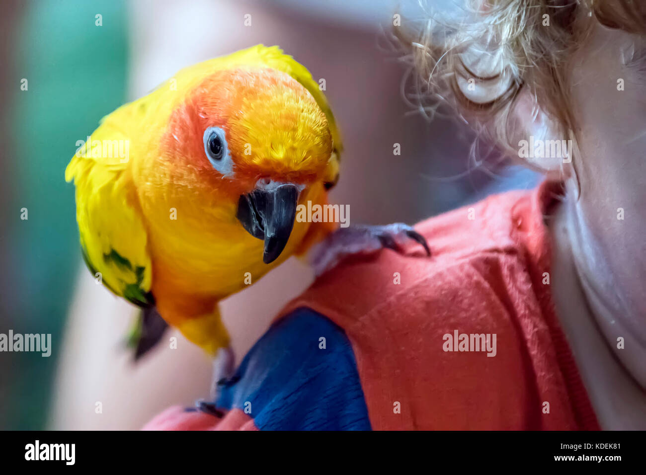 Sun conure parrot bird si siede su una spalla per bambini Foto Stock
