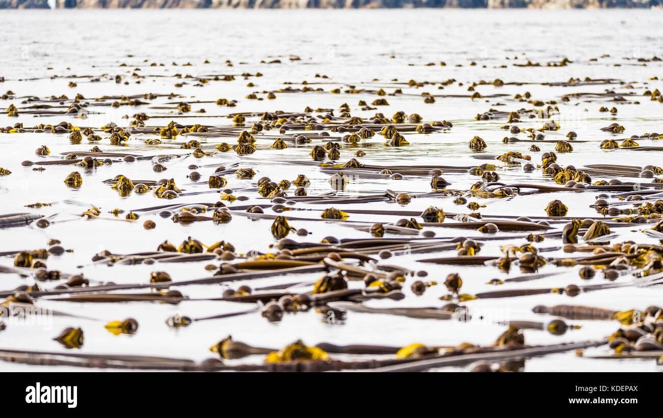 Floating bull kelp Foto Stock