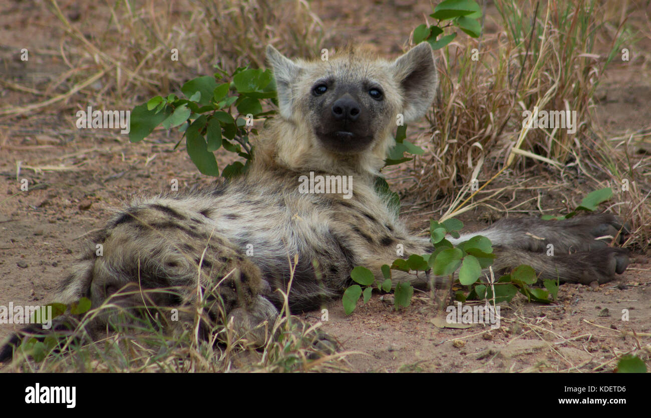 Spotted hyena pup, Kruger National Park, Sud Africa Foto Stock