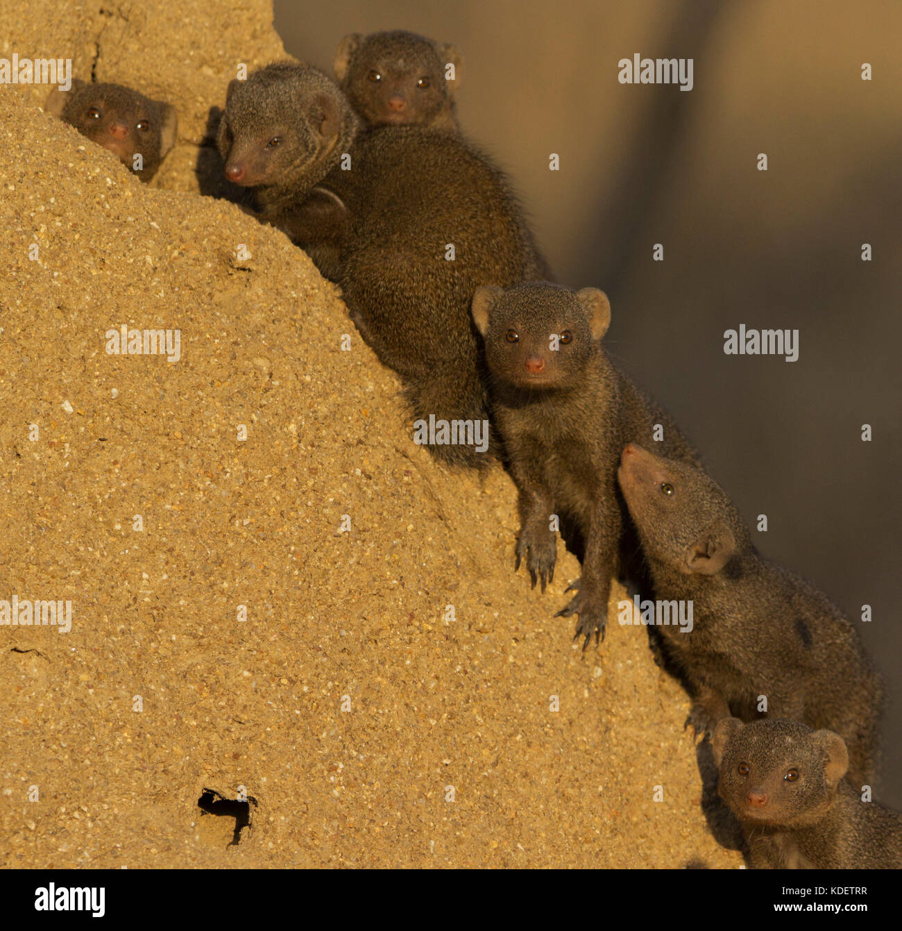 La mangusta nana famiglia su termite mound, Kruger National Park, Sud Africa Foto Stock