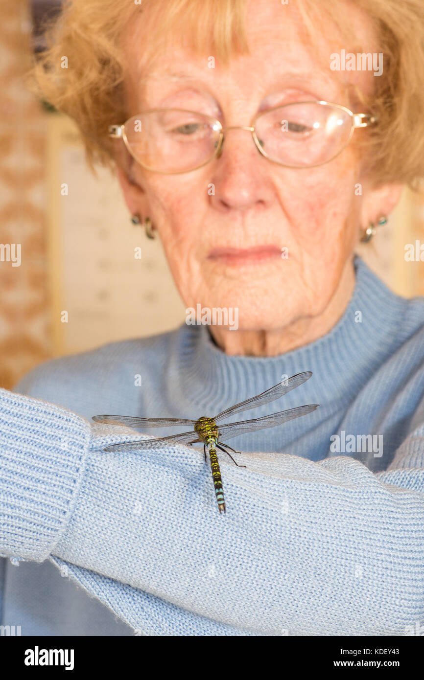 Southern Hawker dragonfly, Aeshna cyanea, maschio, intrappolata all'interno, su elderlly womans arm, Sussex, Regno Unito, Agosto. Foto Stock