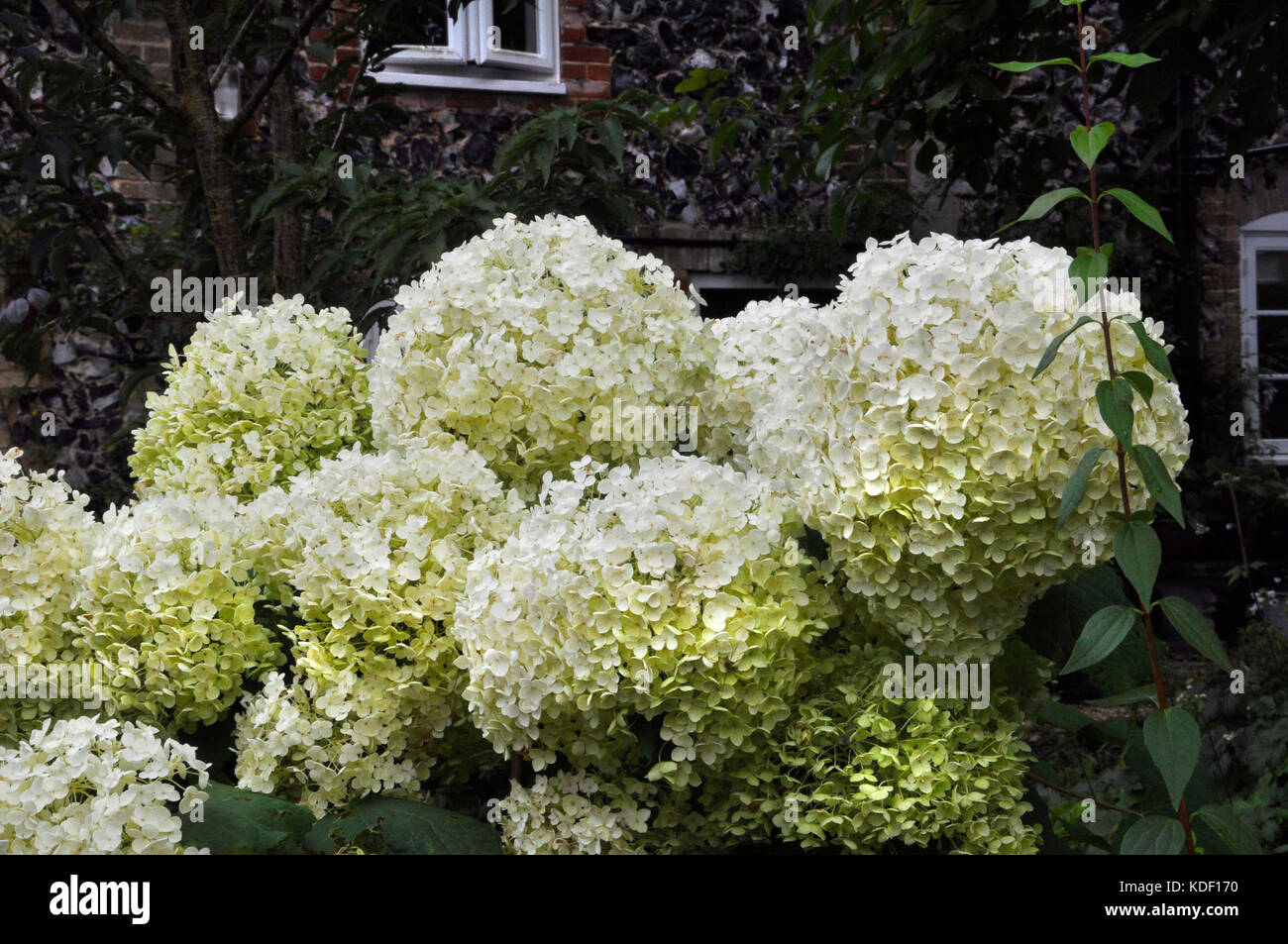 Hydrangea arborescens " Annabelle' Foto Stock