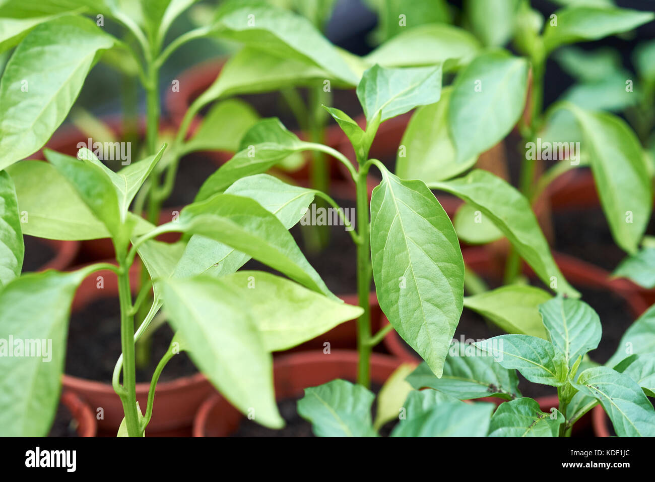 Giovani pepe misto plug piante, Razzmataz & Romano, crescendo in compost di plastica riempiti vasi per piante in una serra, UK. Foto Stock