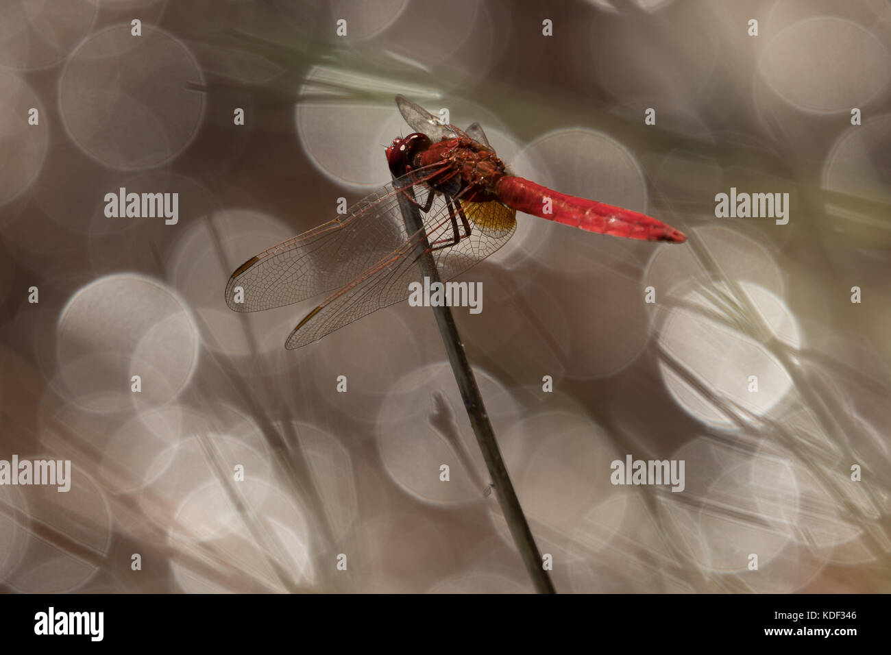 Ampia scarlet dragonfly scaldandosi accanto al laghetto Foto Stock