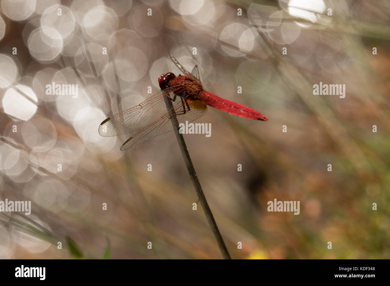 Ampia scarlet dragonfly scaldandosi accanto al laghetto Foto Stock