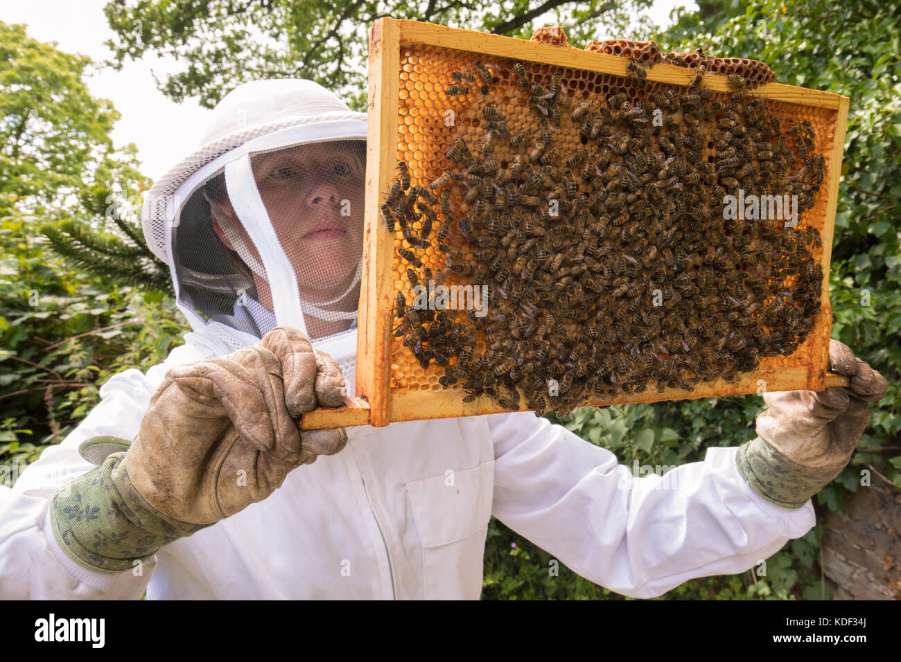 Tendente a Honey Bee colony Foto Stock