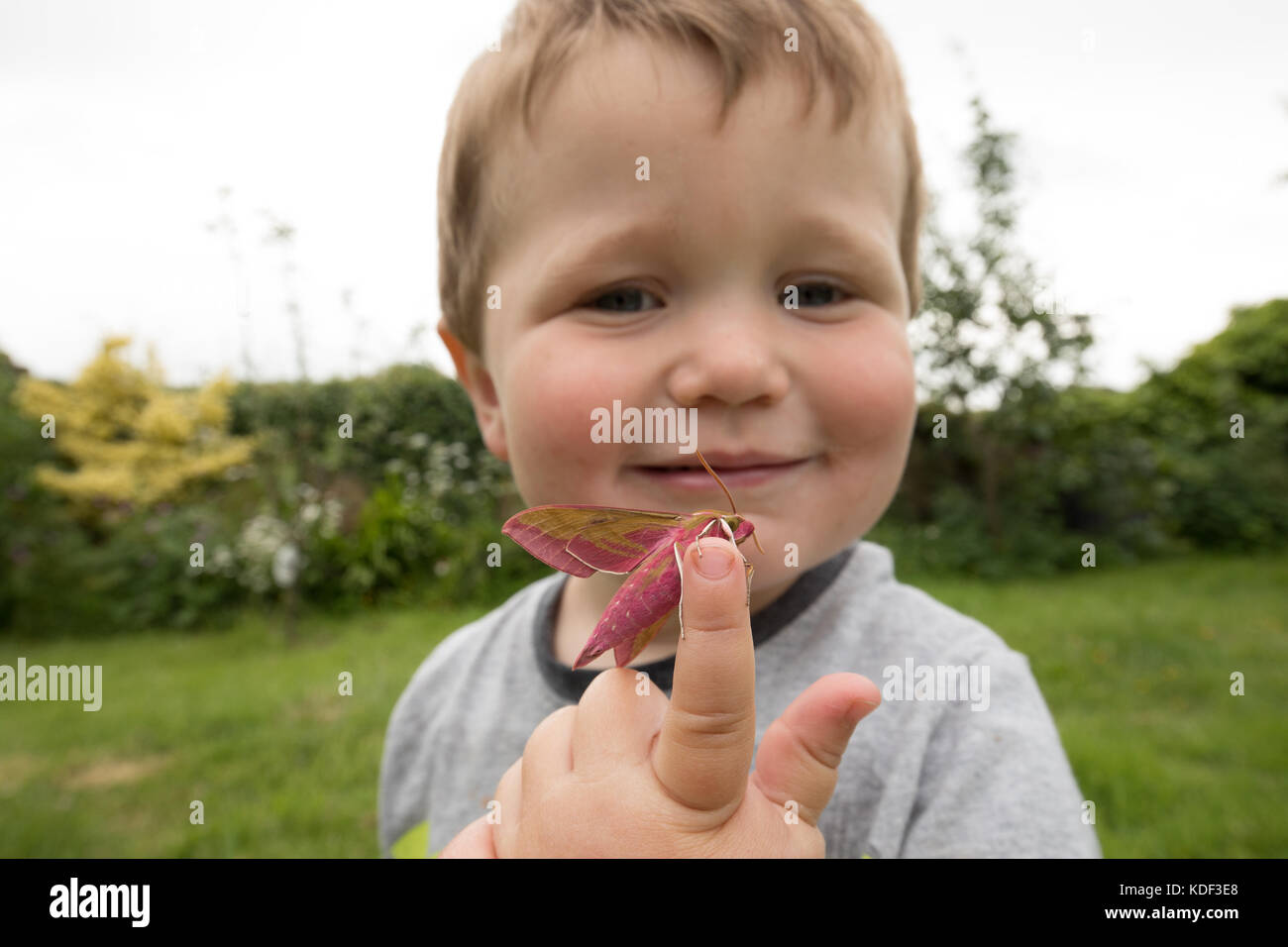 Il toddler holding hawk moth; il contatto con la natura Foto Stock