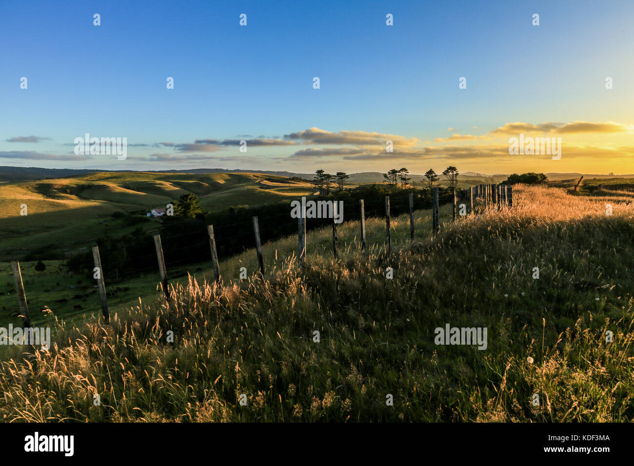 Bel prato in Nuova Zelanda Foto Stock