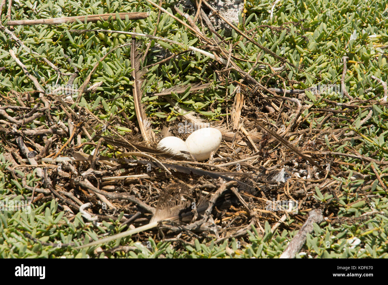 Giallo-footed Booby (Sula leucogaster ) nel nido, , Los Roques PARCO NAZIONALE Foto Stock