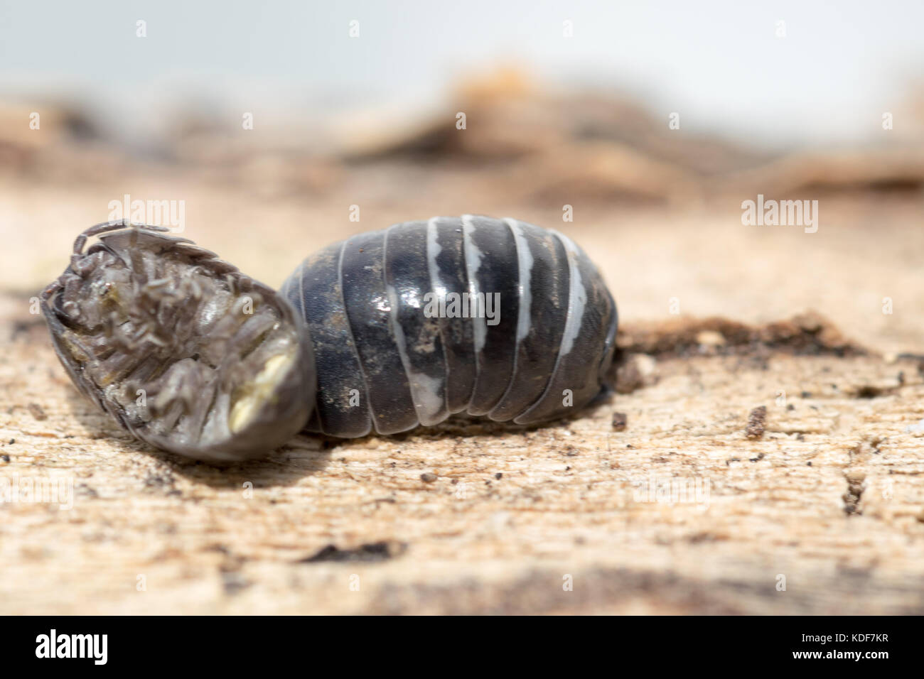 Vista ravvicinata di una capovolta bug pillola sulla natura Foto Stock