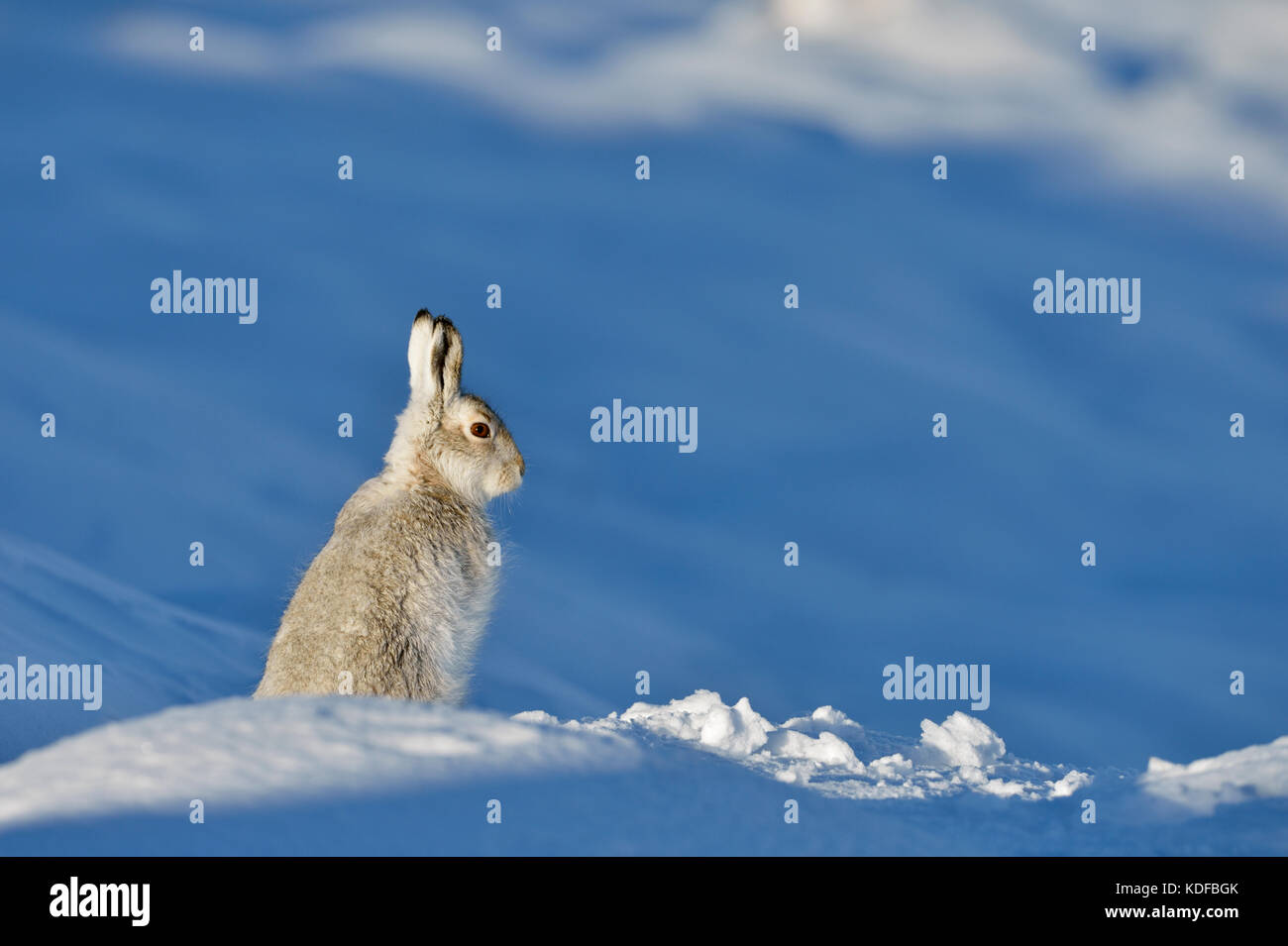 Mountain lepre (Lepus timidus) REGNO UNITO Foto Stock