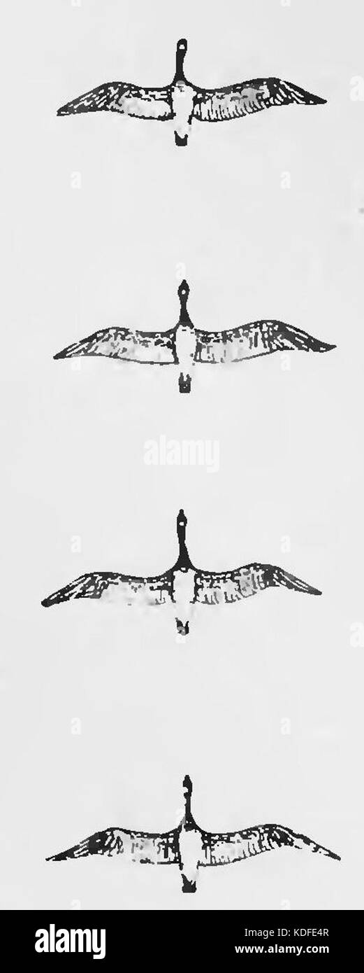 PSM V84 D217 1 floccaggio abitudine di uccelli migratori fig4 Foto Stock