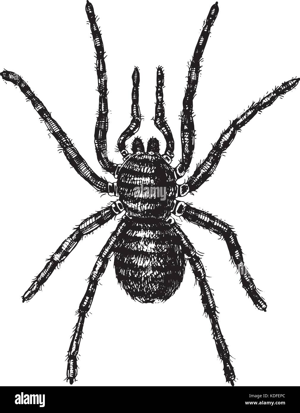 Spider o aracnide specie, la maggior parte degli insetti pericolosi nel mondo, old vintage per la festa di Halloween o fobia design. disegnati a mano, inciso può utilizzare per tattoo, web e il veleno della vedova nera, tarantola, birdeater Illustrazione Vettoriale