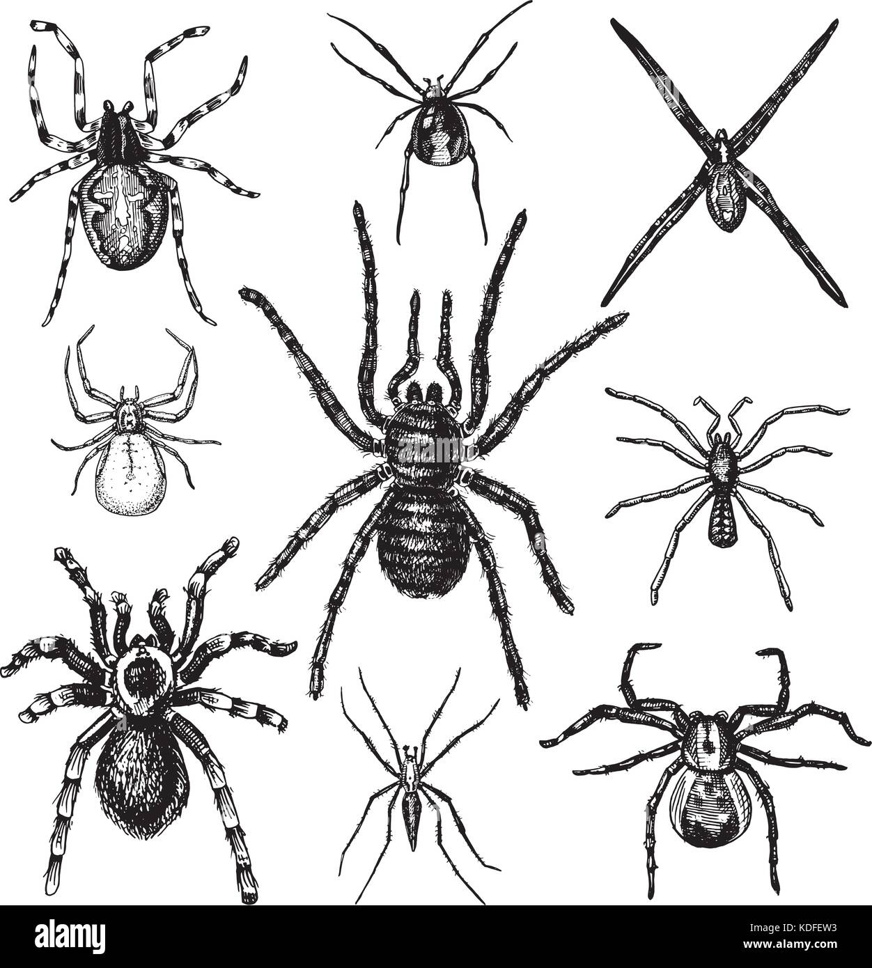 Spider o aracnide specie, la maggior parte degli insetti pericolosi nel mondo, old vintage per la festa di Halloween o fobia design. disegnati a mano, inciso può utilizzare per tattoo, web e il veleno della vedova nera, tarantola, birdeater Illustrazione Vettoriale